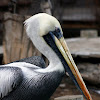Pelícano / Peruvian Pelican