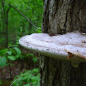 Another fungus on a tree