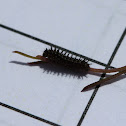 Buckeye caterpillar