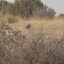 Curve-billed Thrasher