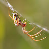 Silver marsh or vlei spider