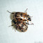 Small Scarabs