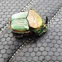 Rainbow Scarab