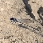 Damselfly