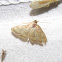 Hahncappsia moth