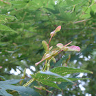 Japanese maple