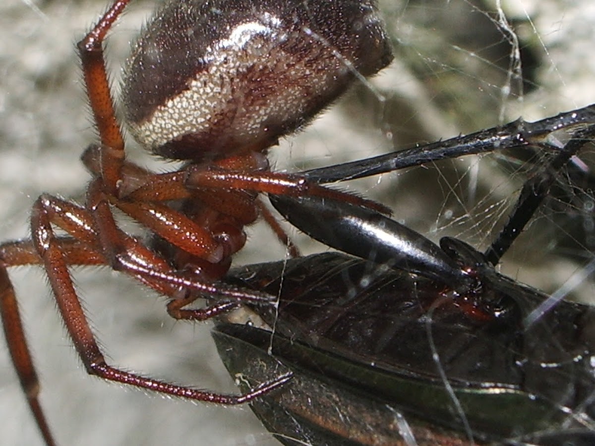 Orange-legged spider
