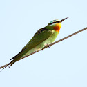 Blue-Cheeked Bee-Eater