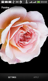 Free Download Rose Wallpaper Free APK for PC
