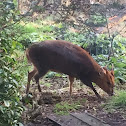 Muntjac