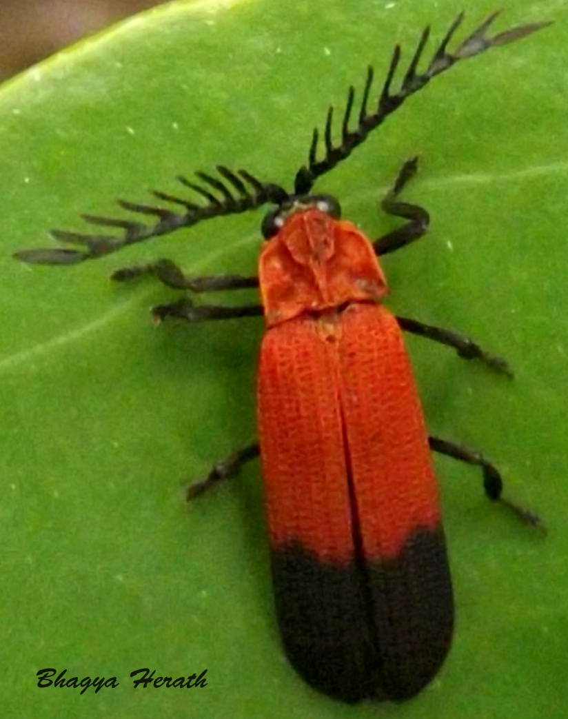 Bloody Net -wined beetle