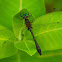 Racket-tailed Emerald