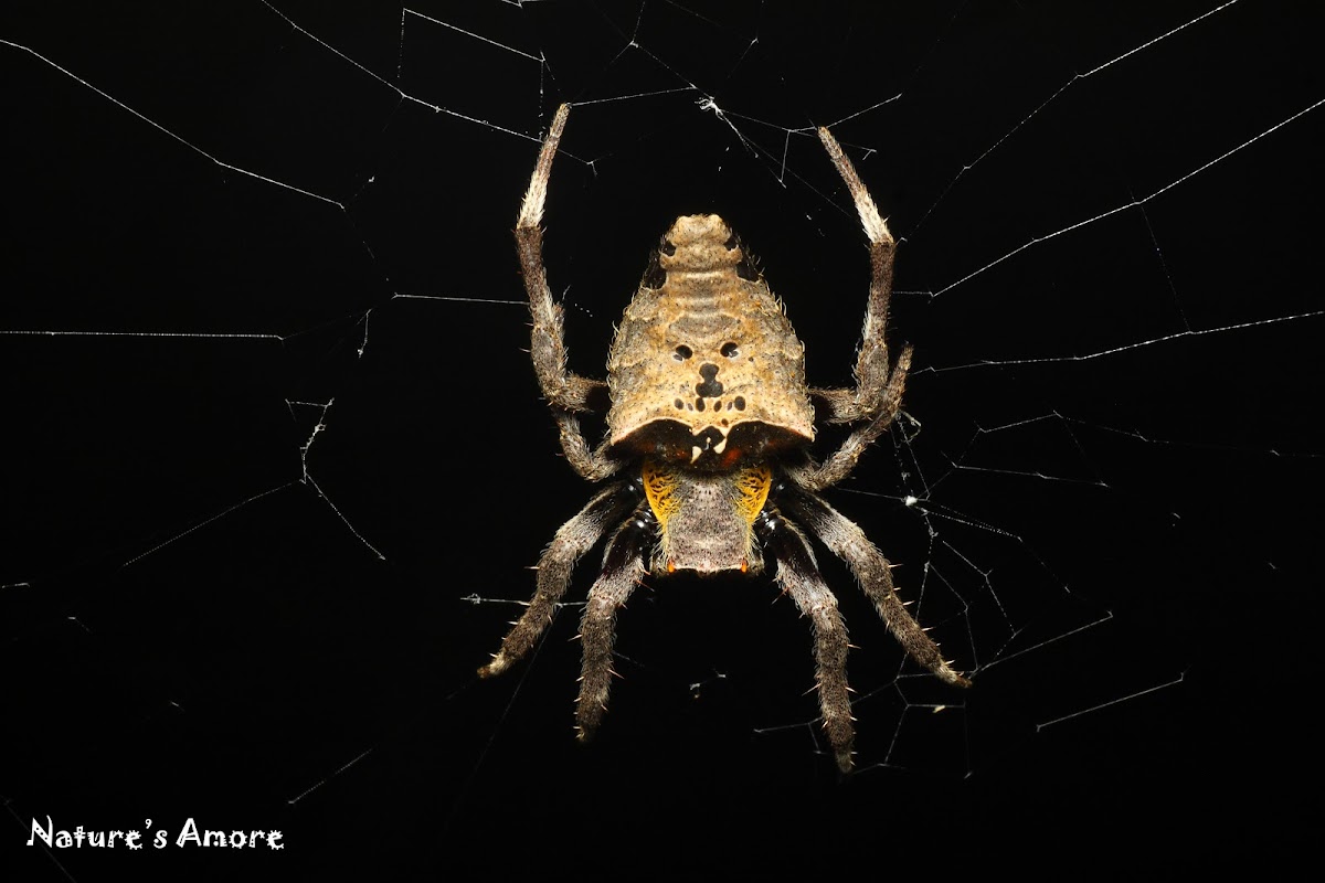 Common Garden Spider