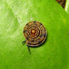 Tiny Snail