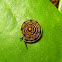 Tiny Snail