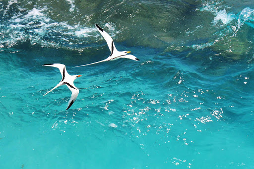 longtails-Bermuda - Bermuda longtails glide over the sea. 
