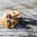 Striped Bark Scorpion