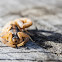 Striped Bark Scorpion