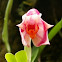 Maxilaria orchid