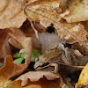 Wood Frog