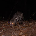 Malayan Civet