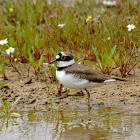 Little Ringed Plover