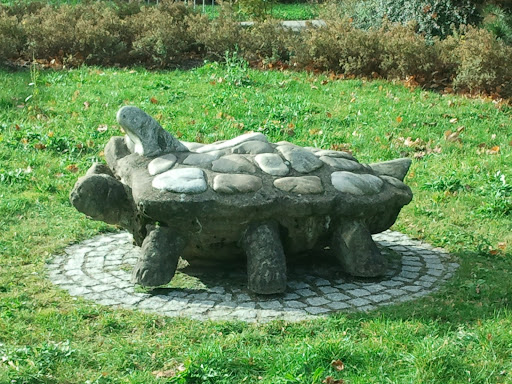 Steinpanzerschildkröte