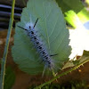 Hickory Tussok Moth