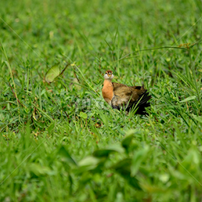A waterhen, locally known as the 'dahuk' by Fahim Islam - Animals Birds