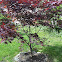 Japanese Maple