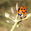 harlequin ladybird