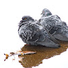Feral Pigeon(Pombo comum)