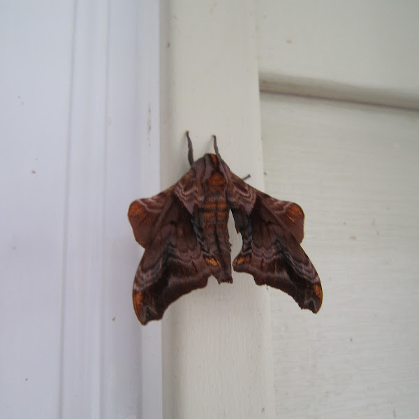 Common Moths In Maryland