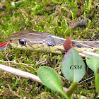 Eastern Garter Snakes