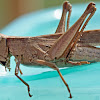 Carolina Locust