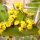 cactus euphorbia candelabrum