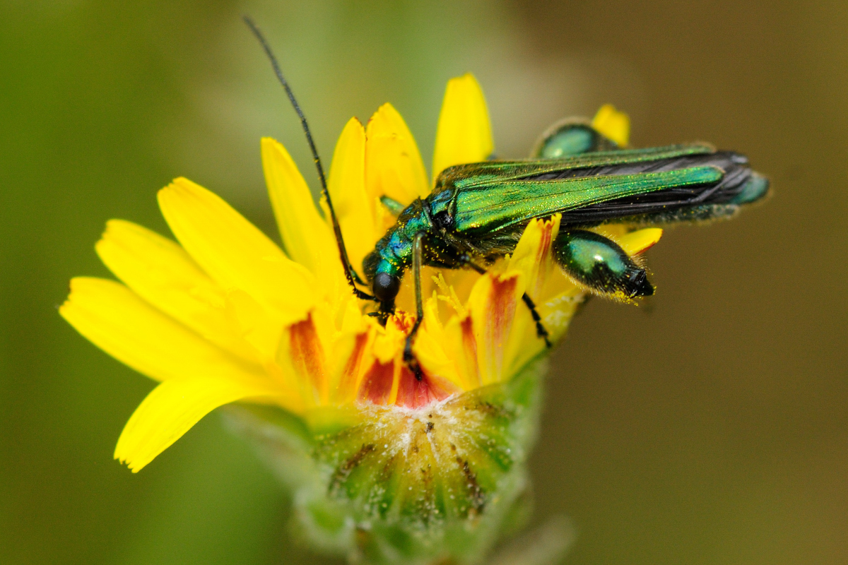 Thick-Legged Flower Beetle[