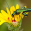 Thick-Legged Flower Beetle[