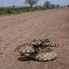 Bullsnake