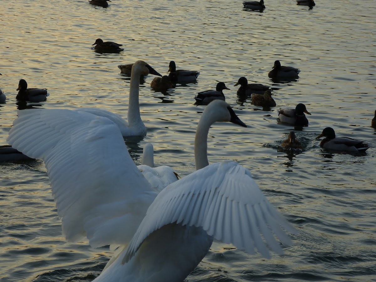 Trumpeter Swan