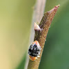 Mealybug (Destroyer) Ladybird