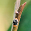 Mealybug (Destroyer) Ladybird