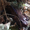 California Giant Salamander.