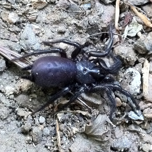 Purse web spider Project Noah