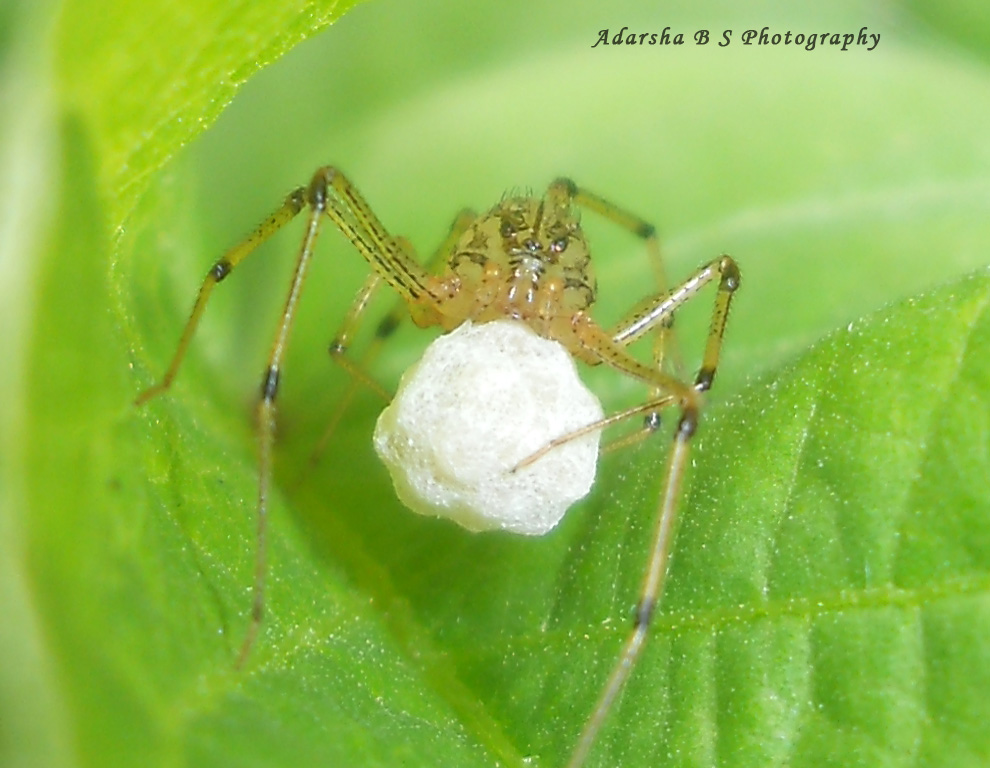 Spider with its Egg