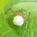 Spider with its Egg