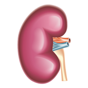 Renal function Free  Icon