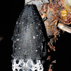 Mediterranean Flathead Woodborer; Gusano Cabezudo