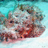 Spotted scorpionfish
