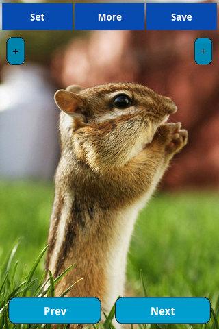 Squirrel Wallpapers